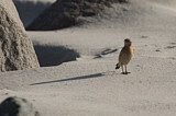 Image. Northern Wheatear