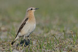 Image. Northern Wheatear