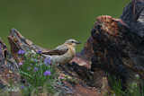 Image. Northern Wheatear
