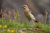 Image. Northern Wheatear