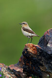 Image. Northern Wheatear