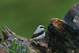 Image. Northern Wheatear