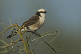 Image. Northern White-crowned Shrike