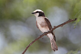 Image. Northern White-crowned Shrike