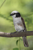 Image. Northern White-crowned Shrike