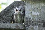 Image. Northern White-faced Owl