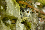 Image. Northern White-faced Owl