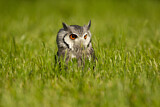Image. Northern White-faced Owl