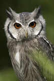 Image. Northern White-faced Owl