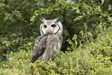 Image. Northern White-faced Owl