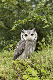 Image. Northern White-faced Owl