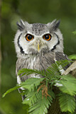 Image. Northern White-faced Owl