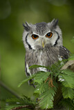 Image. Northern White-faced Owl
