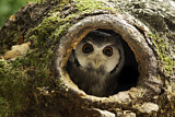 Image. Northern White-faced Owl