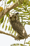 Image. Northern White-faced Owl