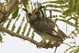 Image. Northern White-faced Owl