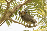 Image. Northern White-faced Owl