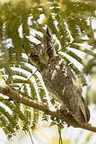 Image. Northern White-faced Owl