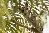 Image. Northern White-faced Owl