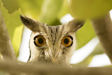 Image. Northern White-faced Owl
