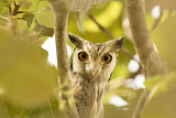 Image. Northern White-faced Owl