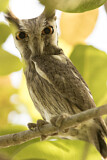 Image. Northern White-faced Owl