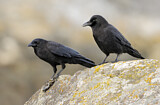 Image. Northwestern Crow