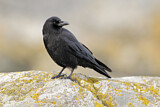 Image. Northwestern Crow