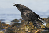 Image. Northwestern Crow