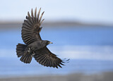 Image. Northwestern Crow