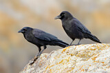 Image. Northwestern Crow