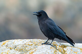 Image. Northwestern Crow