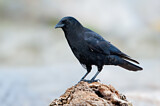 Image. Northwestern Crow