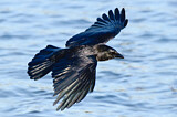 Image. Northwestern Crow