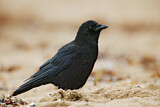 Image. Northwestern Crow