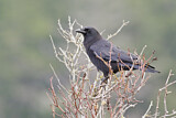Image. Northwestern Crow