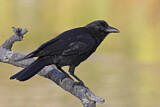 Image. Northwestern Crow