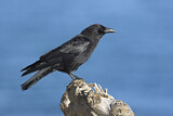 Image. Northwestern Crow
