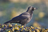 Image. Northwestern Crow