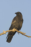 Image. Northwestern Crow