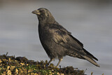 Image. Northwestern Crow