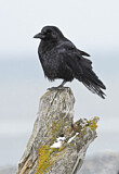 Image. Northwestern Crow