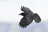 Image. Northwestern Crow