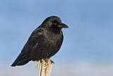 Image. Northwestern Crow