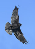 Image. Northwestern Crow