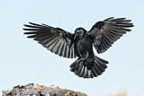 Image. Northwestern Crow