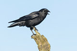 Image. Northwestern Crow