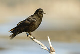 Image. Northwestern Crow