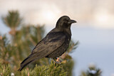 Image. Northwestern Crow