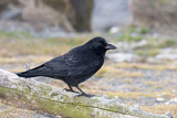 Image. Northwestern Crow